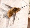 Bombylius major